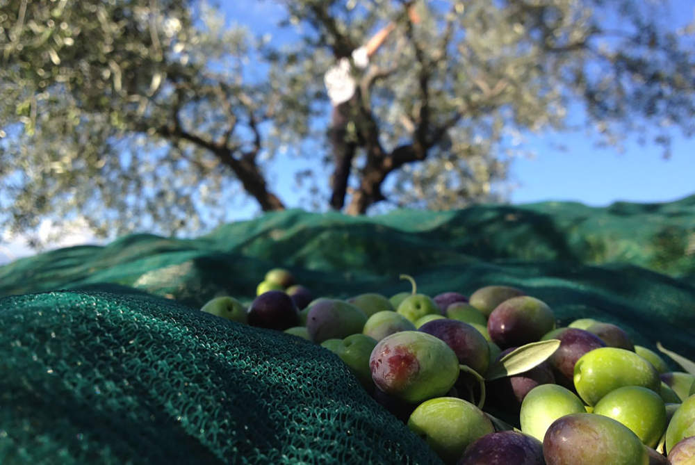 raccolta-olive