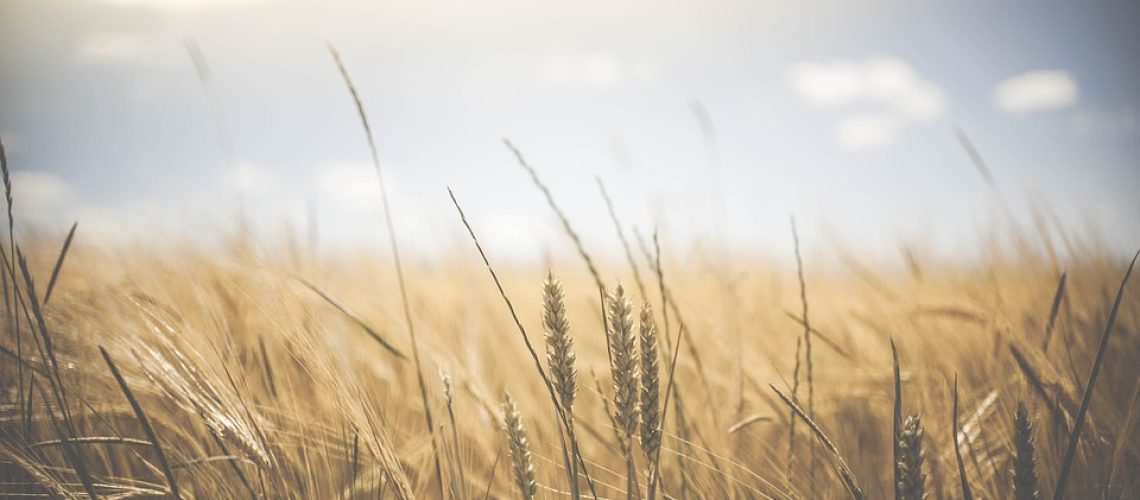 agriculture-1845835_960_720