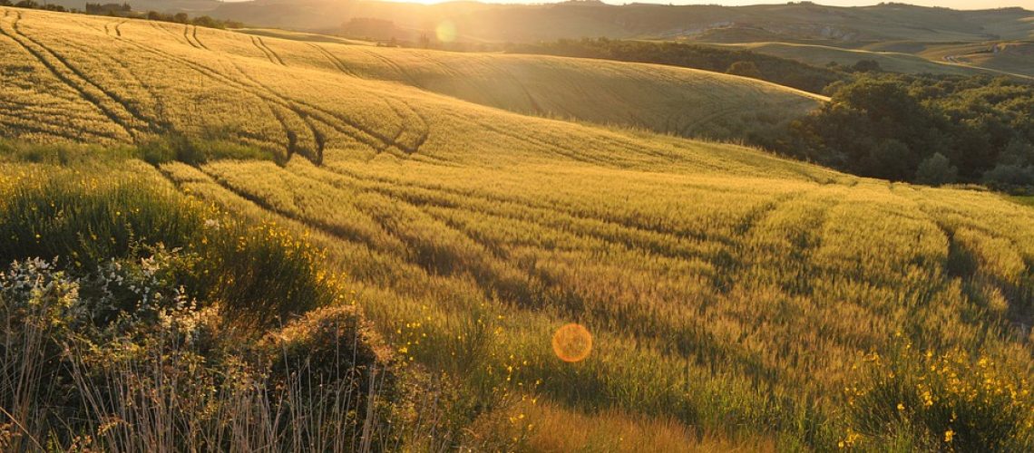 field-4650585_960_720