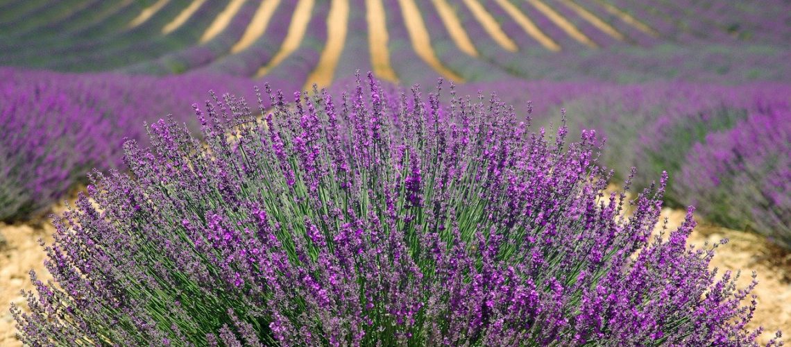lavender-894919_1280