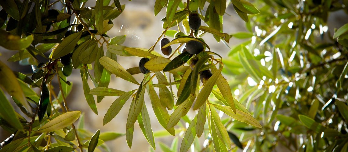 olives-789140_1920