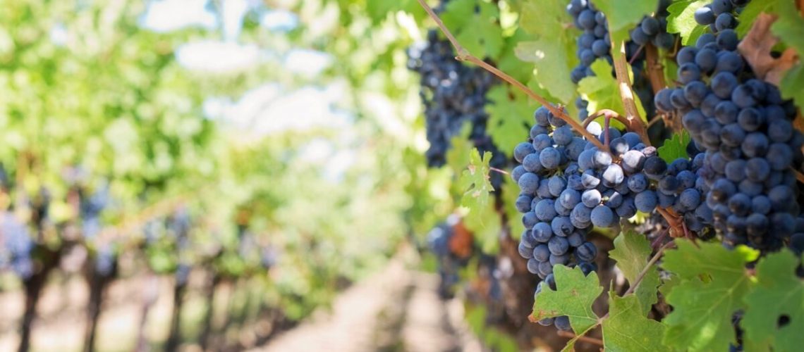 purple-grapes-553462