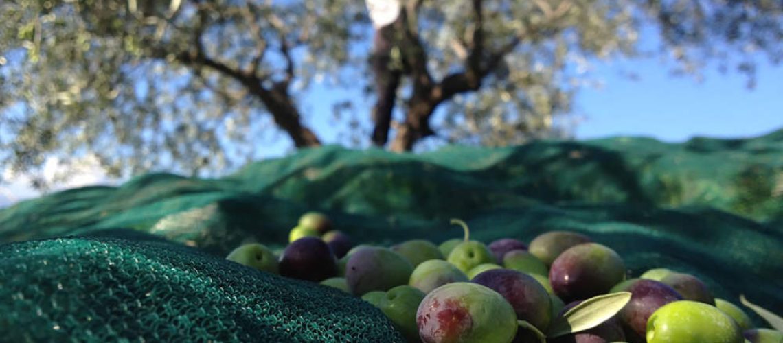 raccolta-olive